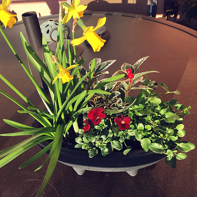 玄関 入り口 和風に寄せ植え 水仙 ビオラ ガーデニングのインテリア実例 19 01 03 15 57 45 Roomclip ルームクリップ