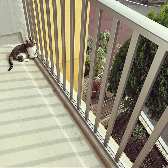 ベランダの柵を新しくしました 日向ぼっこ アボカドの木 2階のベランダ 猫好き などのインテリア実例 10 09 59 03 Roomclip ルームクリップ