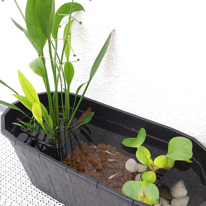 部屋全体/植物/観葉植物/グリーン/ビオトープ...などのインテリア実例 - 2020-07-05 06:13:11