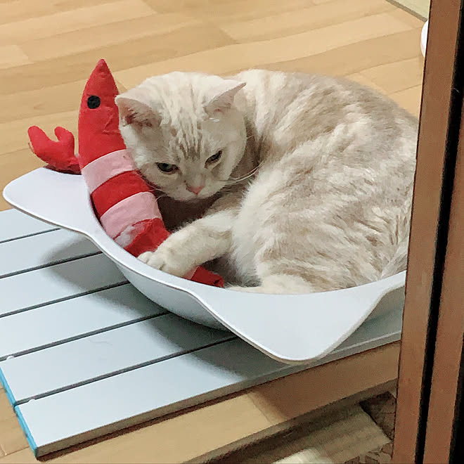 アルミひんやり猫鍋 Mサイズ ペットベッド 猫 かわいい 癒し Fosch Edu Sa