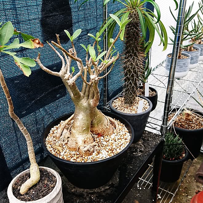 観葉植物のある暮らし/植物のある暮らし/植中毒/複数枚投稿/4枚投稿...などのインテリア実例 - 2023-07-11 17:42:34