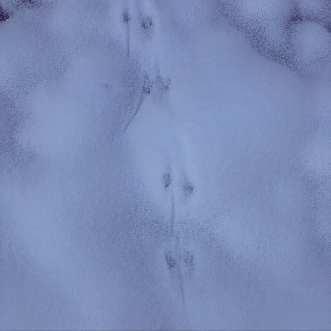 新年のご挨拶/雪/あけましておめでとうございます♡/新年/2021年...などのインテリア実例 - 2021-01-07 19:45:06