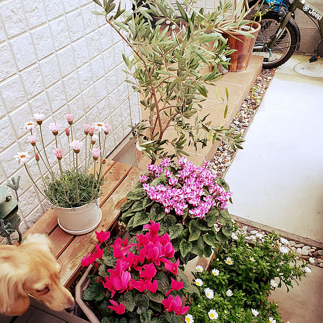 玄関/入り口/犬との暮らし/オリーブの木/花のある暮らし/こどものいる暮らし...などのインテリア実例 - 2020-03-15 17:30:21