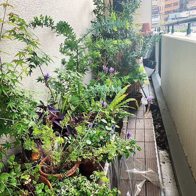 balcony/ベランダガーデニング/ガーデン/gardening/garden...などのインテリア実例 - 2019-05-02 17:07:34