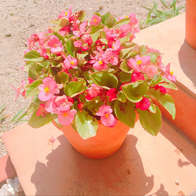 夏の花 ピンク 花のある暮らし 玄関ポーチ 鉢植え などのインテリア実例 19 07 17 06 48 43 Roomclip ルームクリップ