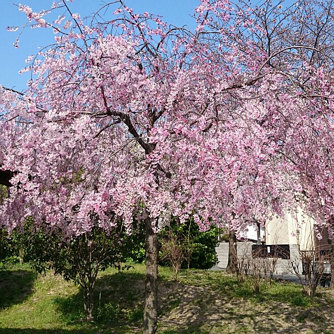 垂れ桜/散歩日和/花見のインテリア実例 - 2015-03-31 15:39:41