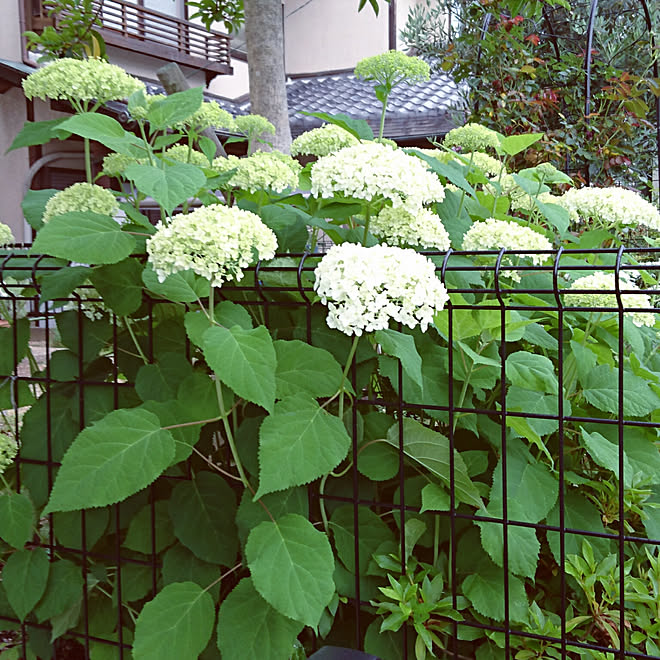 ronさんの部屋