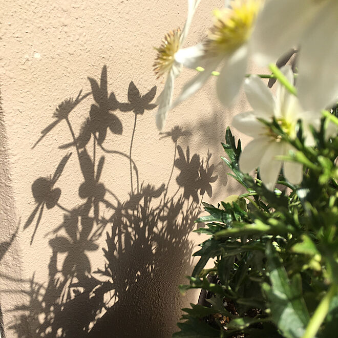 玄関/入り口/花のある暮らし/植物/緑のある暮らし/植物のある暮らし...などのインテリア実例 - 2019-03-01 14:05:01