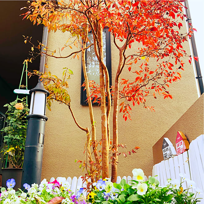 紅葉 ヒメシャラ シンボルツリー フォロワーの皆様に感謝です いいね ありがとうございます などのインテリア実例 11 22 10 21 12 Roomclip ルームクリップ