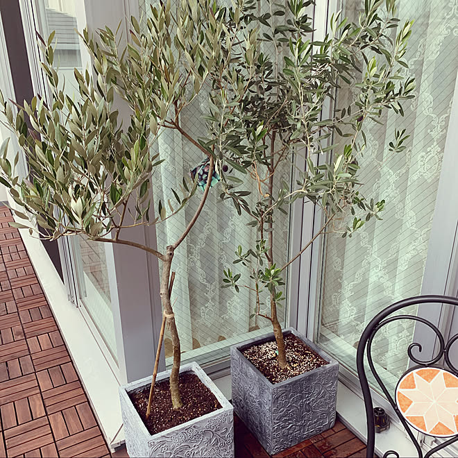 オリーブ鉢植え ベランダガーデン マンションベランダ ベランダ オリーブの木 などのインテリア実例 19 12 10 17 39 36 Roomclip ルームクリップ オリーブ鉢植え ベランダガーデン マンションベランダ ベランダ オリーブの木 などのインテリア実例 19 12 10 17 39 36 Roomclip ルームクリップ