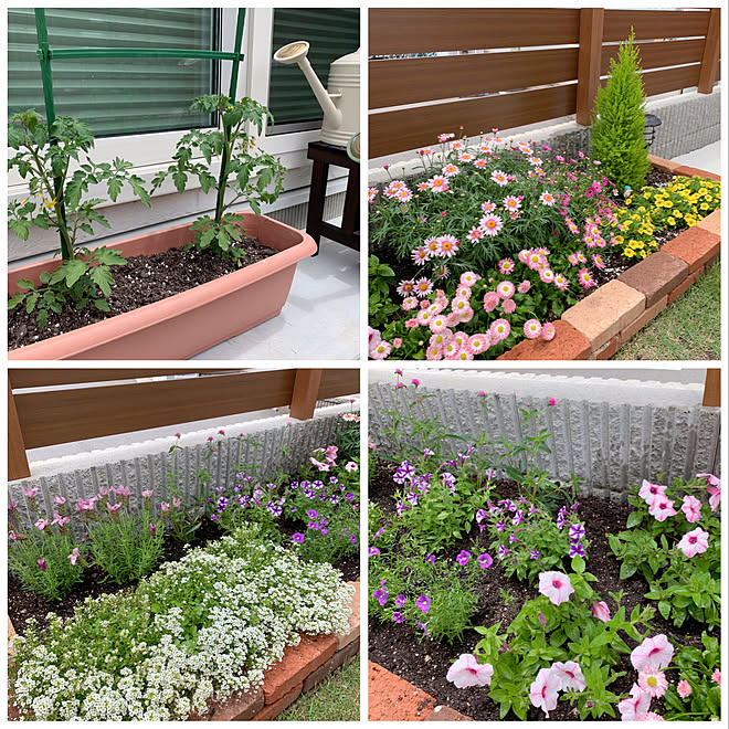 春の花壇 ガーデニング初心者 園芸初心者 ゴールドクレスト ミニトマト などのインテリア実例 22 05 16 12 01 07 Roomclip ルームクリップ 春の花壇 ガーデニング初心者 園芸初心者 ゴールドクレスト ミニトマト などのインテリア実例 22 05 16 12 01 07 Roomclip ルームクリップ