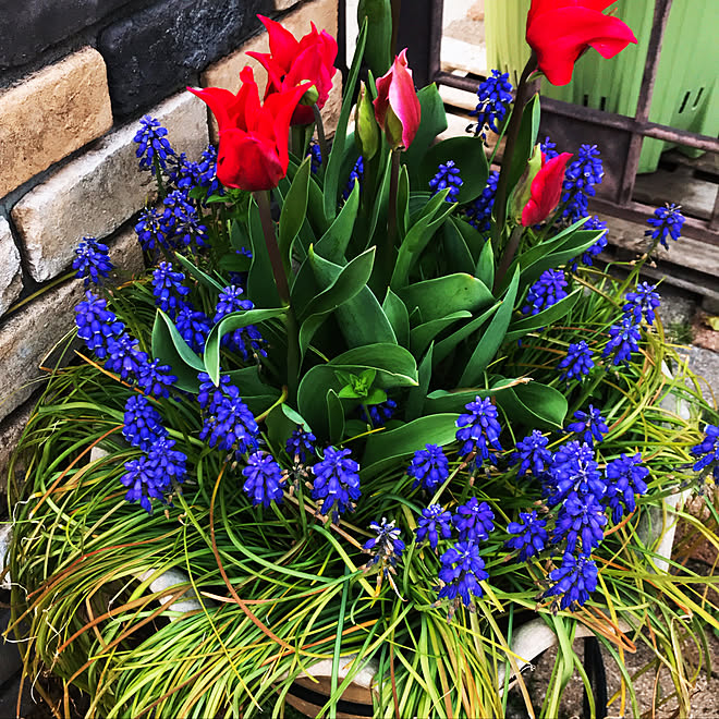 ムスカリ 寄せ植え チューリップ 生花 玄関 入り口 などのインテリア実例 19 04 08 21 18 54 Roomclip ルームクリップ