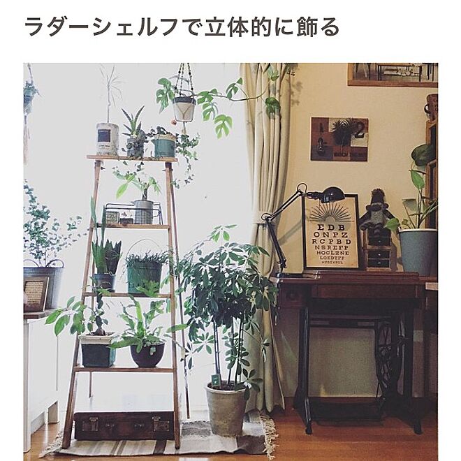 棚/掲載して頂きました♡/RoomClip mag/植物のある暮らし/ラダーシェルフ...などのインテリア実例 - 2017-01-02 14:09:55