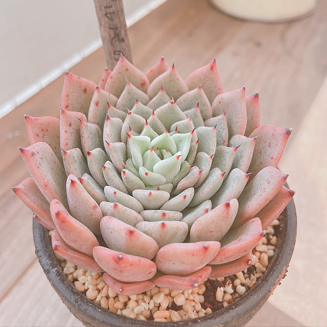 ギルバのバラ 庭 ガーデニング 多肉植物 多肉中毒 などのインテリア実例 12 10 19 17 53 Roomclip ルームクリップ ギルバのバラ 庭 ガーデニング 多肉植物 多肉中毒 などのインテリア実例 12 10 19 17 53 Roomclip ルームクリップ