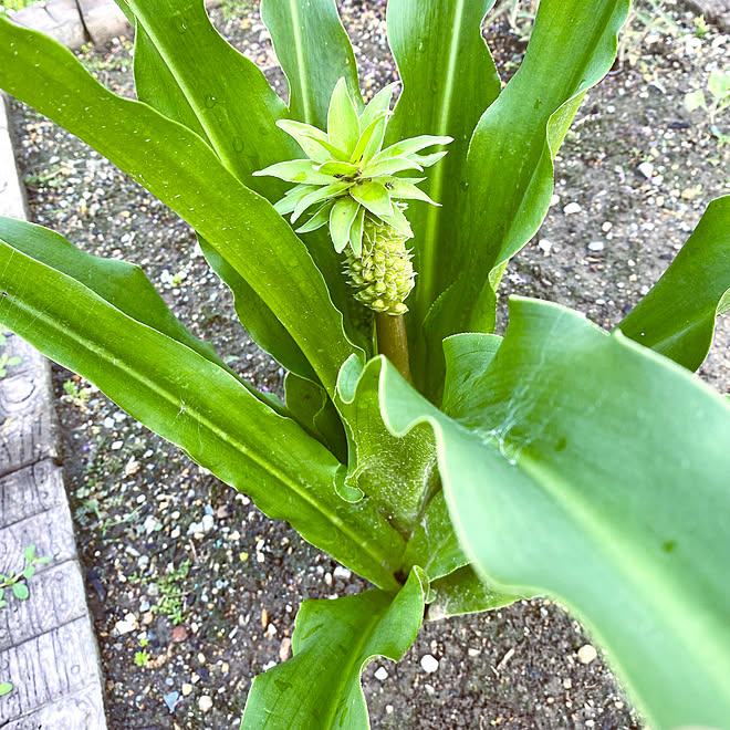 花壇DIY/球根植物/パイナップルリリー/グリーンのある暮らし/植中毒になりたい♡...などのインテリア実例 - 2023-07-11 21:59:05