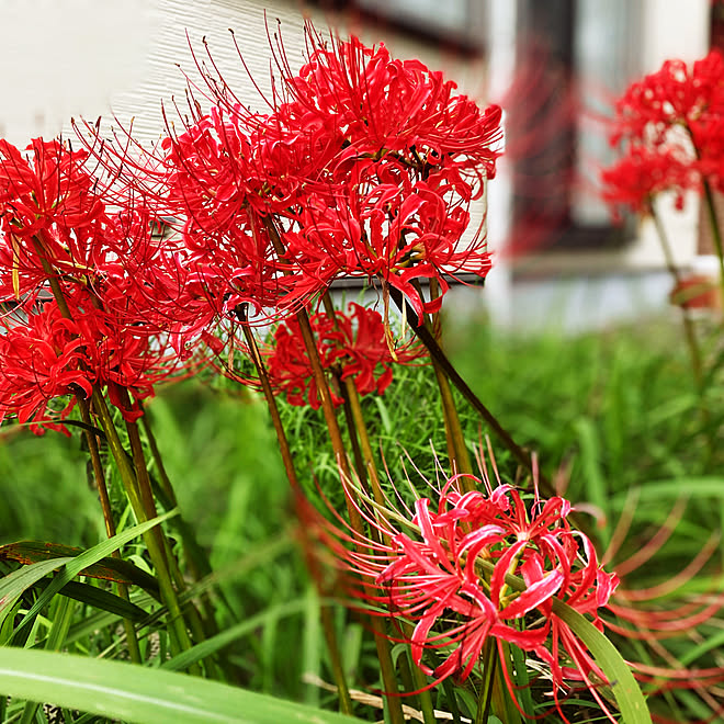 あの日見た花の名前を僕達はまだ知らない 赤い花 玄関 入り口 彼岸花 曼珠沙華 リコリス リコリスて花の名前だったのかー などのインテリア実例 10 04 13 52 Roomclip ルームクリップ
