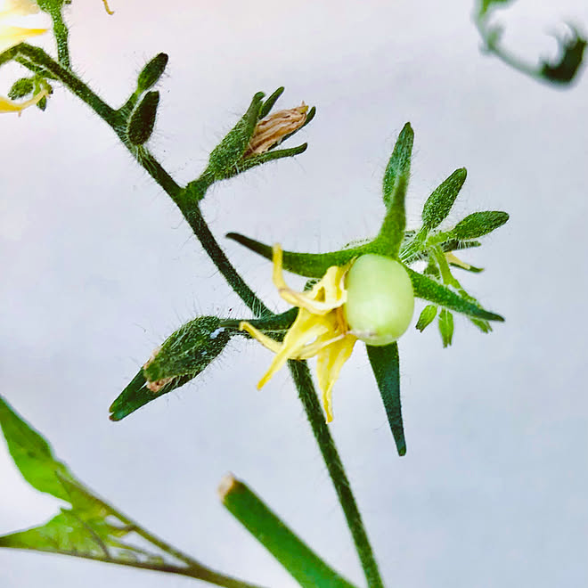 部屋全体/時系列前後します/実になりそうなトマト/実になりかけ途中/花が咲きました...などのインテリア実例 - 2023-11-04 14:59:10