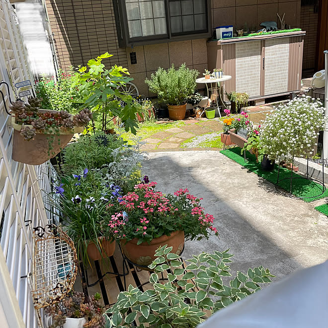 夏日/いちじく挿木から育てています/3年目のバーベナ/バーベナ