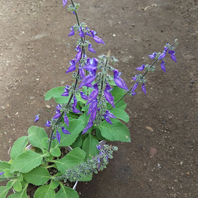 花/植物/お花/マンジェリコン/アロマティカス...などのインテリア実例 - 2019-05-15 13:32:14