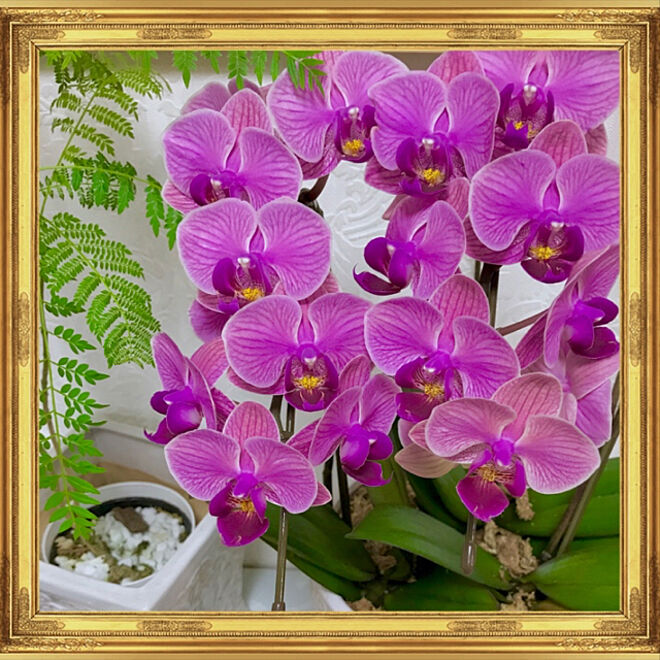 胡蝶蘭綺麗です/母の日のお花/花のある暮らし/いいね、嬉しいです。/今日もお花です。...などのインテリア実例 - 2019-06-08 07:23:52