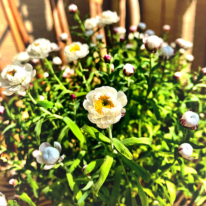 ベッド周り/やっと咲いた/ベランダ管理/花かんざし/花のある暮らしのインテリア実例 - 2018-02-25 08:01:53