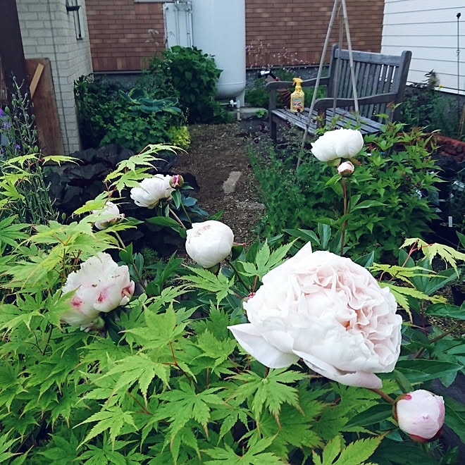 壁/天井/ガーデニング/植物のある暮らし/害虫対策/アースガーデン...などのインテリア実例 - 2020-06-13 18:49:32