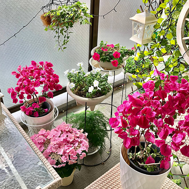 初夏のベランダ 紫陽花 ベランダガーデン ブーゲンビリア お花大好き などのインテリア実例 19 05 22 15 00 32 Roomclip ルームクリップ