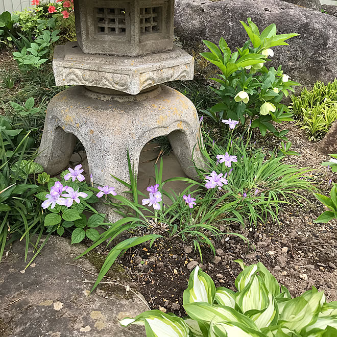 ギボウシ ホスタ 灯籠の足元 癒し 花のある暮らし 植物のある暮らし などのインテリア実例 22 05 12 14 13 29 Roomclip ルームクリップ