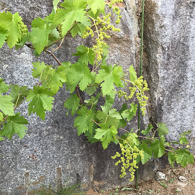 sakurasakuさんの部屋