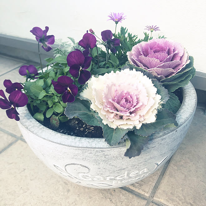 葉牡丹寄せ植え カインズホームの鉢 ガーデニング 玄関 入り口のインテリア実例 12 19 00 08 40 Roomclip ルームクリップ