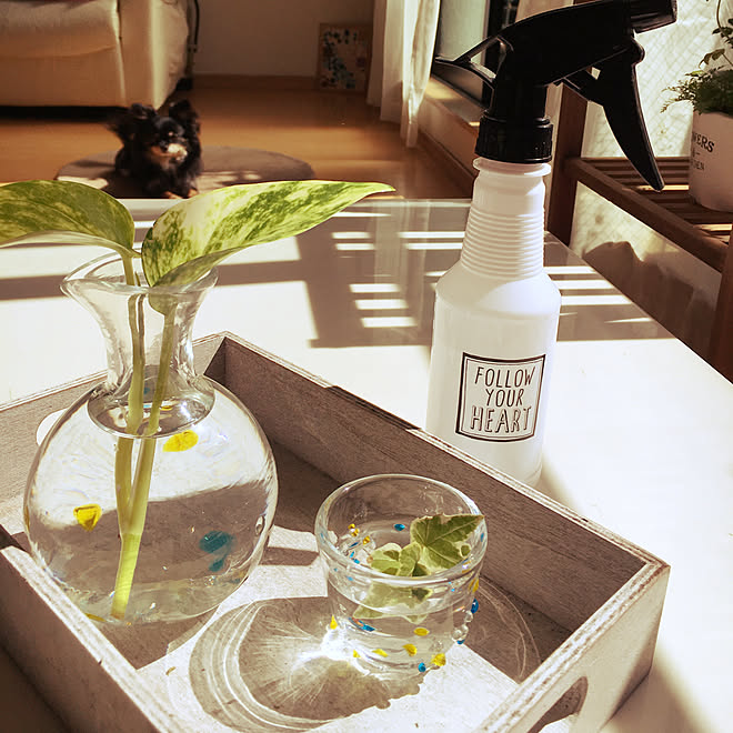 棚 琉球ガラス 100均 水差し 観葉植物 などのインテリア実例 17 10 01 10 23 14 Roomclip ルームクリップ