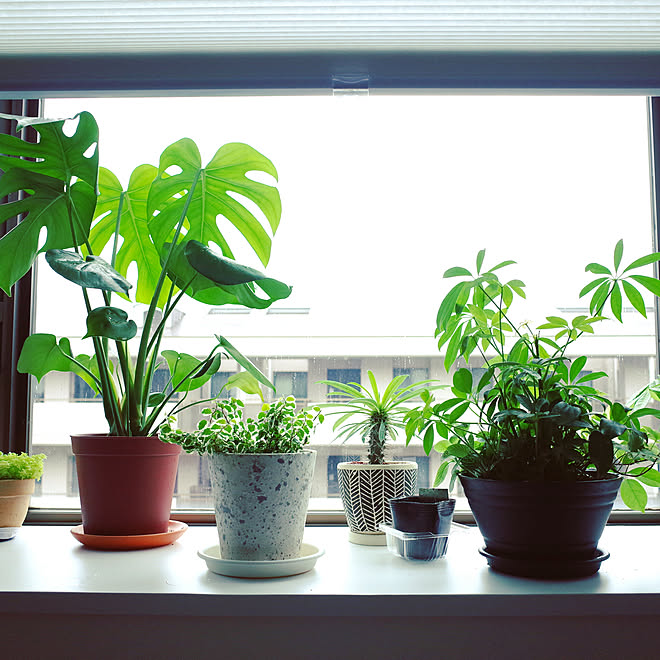 出窓のグリーン パキラ 観葉植物 出窓ディスプレイ モンステラ などのインテリア実例 07 23 06 49 40 Roomclip ルームクリップ