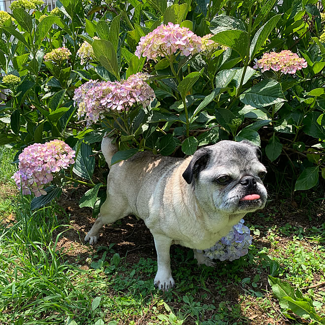 大好きな紫陽花のインテリア実例 - 2019-06-19 16:13:04