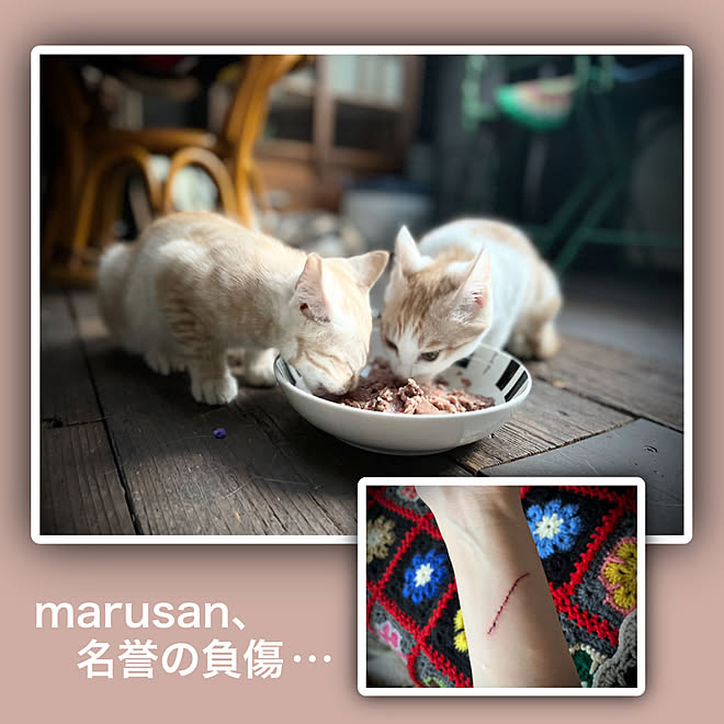 猫7匹/猫と暮らす家/猫部屋/親子猫/marusan流...などのインテリア実例 - 2022-10-02 12:31:02