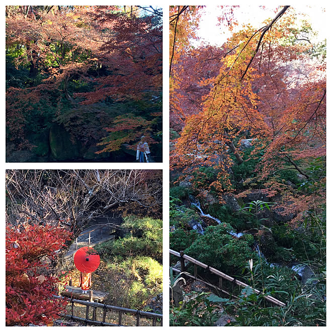 花嫁さん/コスプレイヤー/浜松城公園/美しい物を観たくて/紅葉...などのインテリア実例 - 2017-12-09 21:07:21