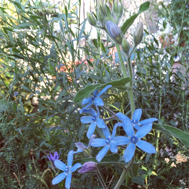 机/青い花が好き/ブルースター/机ではありません。/お庭...などのインテリア実例 - 2017-06-03 18:40:32