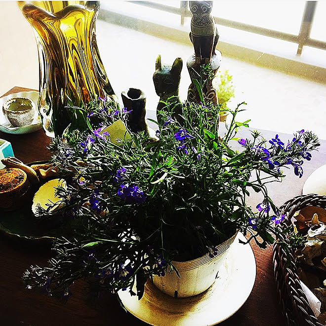 過去pic ロベリア ノスタルジー レトロ 貝殻好き などのインテリア実例 19 04 28 13 38 33 Roomclip ルームクリップ