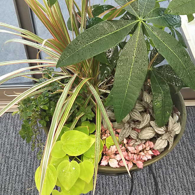 観葉植物/男前/寄せ植え/ガーデニング/ナチュラル...などのインテリア実例 - 2019-11-22 21:46:58