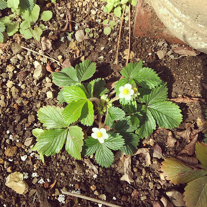 イチゴの花 いちご栽培 ワイルドストロベリー いいね ありがとうございます いいね いつもありがとうございます などのインテリア実例 22 03 25 23 12 57 Roomclip ルームクリップ