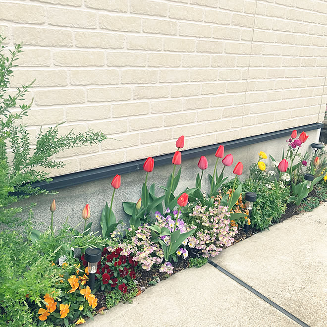 花のある暮らし エニシダ ビオラ チューリップ 花壇 などのインテリア実例 22 03 26 22 25 46 Roomclip ルームクリップ 花のある暮らし エニシダ ビオラ チューリップ 花壇 などのインテリア実例 22 03 26 22 25 46 Roomclip ルームクリップ