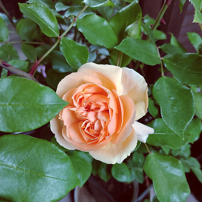 玄関 入り口 ヘブンオンアース アプリコット色の薔薇のインテリア実例 21 05 07 07 26 08 Roomclip ルームクリップ