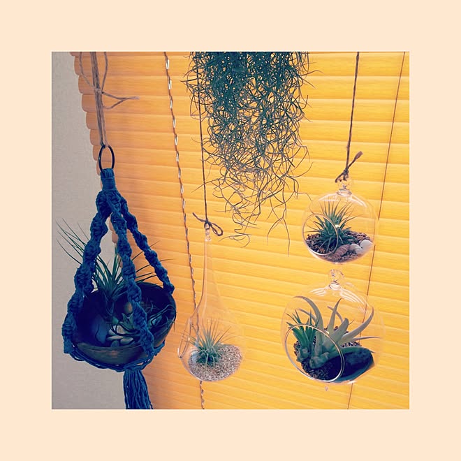 リビング ブラインド プランツハンガー エアプランツ いつかナウシカの地下室を作りたい などのインテリア実例 16 02 07 16 01 19 Roomclip ルームクリップ