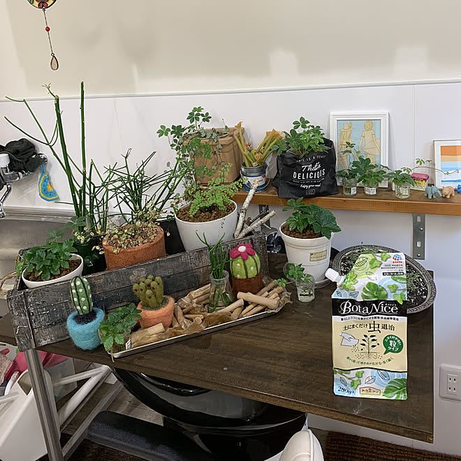 ワイヤープランツ増やし中 ミルクブッシュ 土にまくだけ虫退治 シュガーバインも増えてきた 机のインテリア実例 19 07 12 42 23 Roomclip ルームクリップ ワイヤープランツ増やし中 ミルクブッシュ 土にまくだけ虫退治 シュガーバインも増えてきた 机のインテリア実例 19 07 12 42 23 Roomclip ルームクリップ