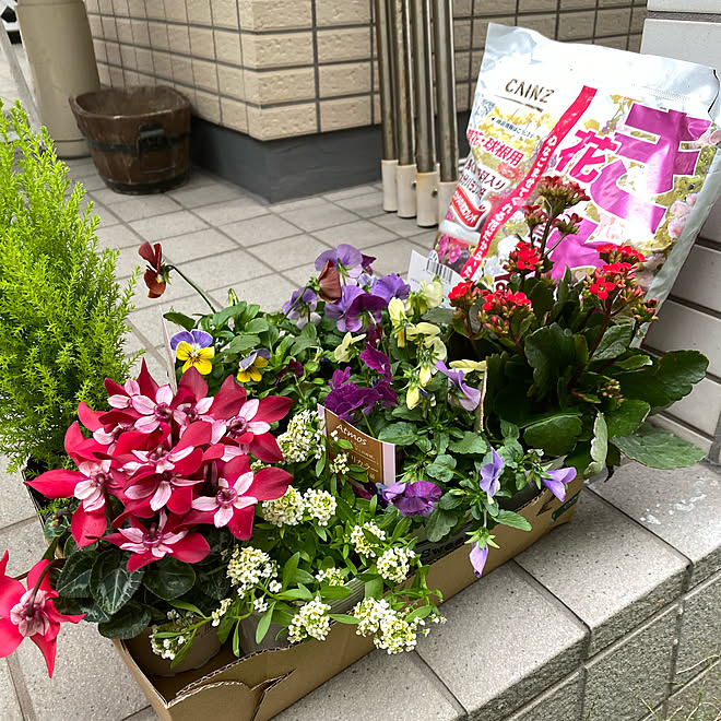 寄せ植え初心者 カインズホームお花買いに 良いね コメント有難う マンション1階庭付き ビオラの季節 などのインテリア実例 21 10 31 14 21 51 Roomclip ルームクリップ