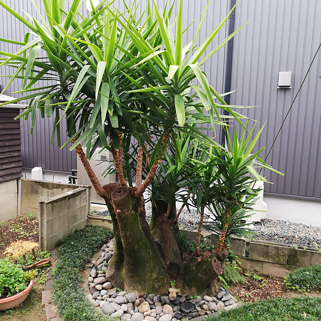 観葉植物 庭のインテリア実例 05 31 10 21 21 Roomclip ルームクリップ