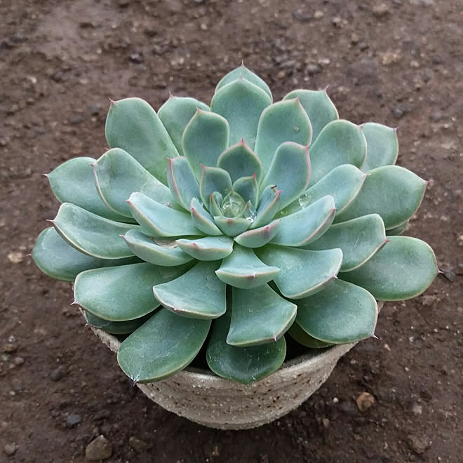 モーサン 植物 鉢植え 多年草 多肉植物 などのインテリア実例 08 30 23 28 18 Roomclip ルームクリップ