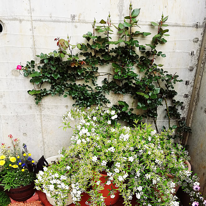 玄関 入り口 花のある暮らし 寄せ植え 階段下 プチガーデニング などのインテリア実例 19 04 22 08 30 31 Roomclip ルームクリップ