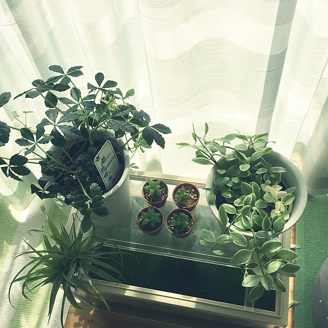 バス トイレ 金魚水槽 多肉植物 観葉植物 No Green No Life などのインテリア実例 18 10 03 12 11 14 Roomclip ルームクリップ