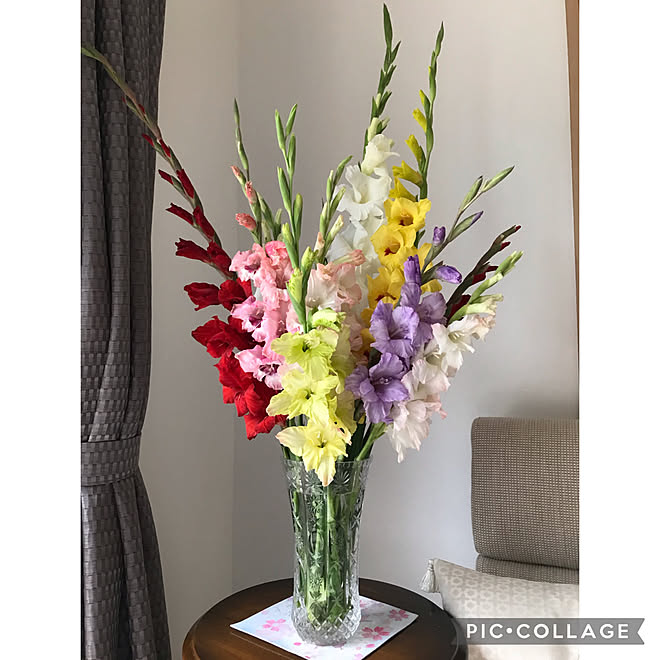 グラジオラス 切り花 畑 花のある暮らし お花が大好き などのインテリア実例 22 07 19 15 27 58 Roomclip ルームクリップ