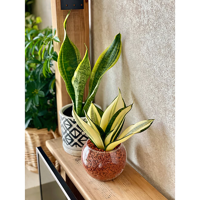 植欲の春 虎の尾 サンスベリア ゴールデンハニー サンスベリア ローレンティー Diy女子 などのインテリア実例 22 05 21 11 04 21 Roomclip ルームクリップ